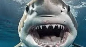 هجوم في مرفأ سيدني.. قرش ينهش فتى يبلغ 13 عاماً بوقع مأساوي في أستراليا